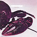 Kershaw (Genus Cambarus)